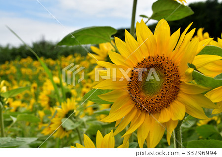 向日葵田 33296994