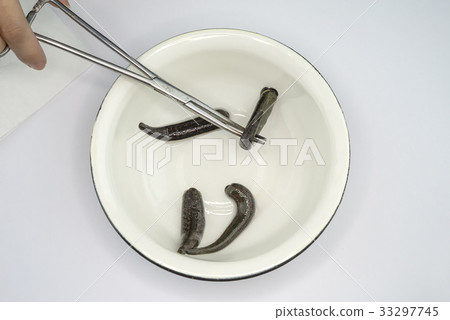 Medical leech on white background Medical leech on white background 33297745