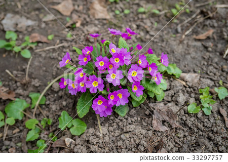 Pink yellow primrose close up 33297757