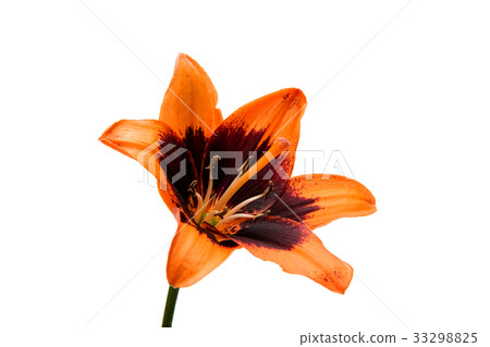 Beautiful lily isolated Beautiful lily isolated 33298825