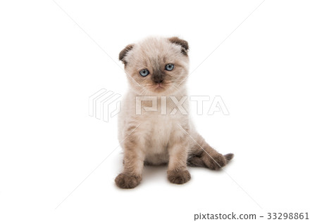 Lop-eared kitten isolated 33298861