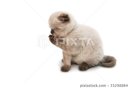 Lop-eared kitten isolated 33298864