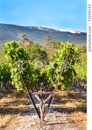 Vineyard. Field of grape trees farm. Nature 33299143