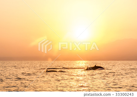 Bali free Dolphin wildlife Watching boat Lovina Bali free Dolphin wildlife Watching boat Lovina 33300243