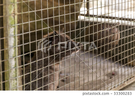 Asian palm civet coffee making Kopi Luwak Asian palm civet coffee making Kopi Luwak 33300283