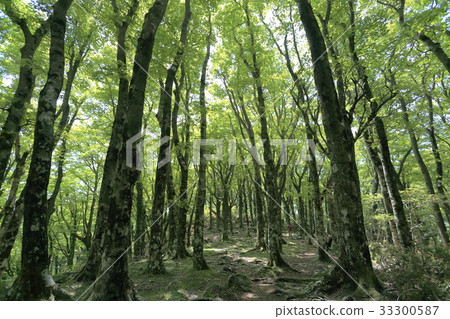 Amagizan beech forest Amagizan beech forest 33300587
