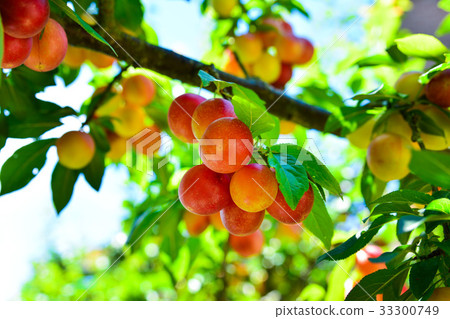 Branches with not ripe yellow red cherry plum 33300749