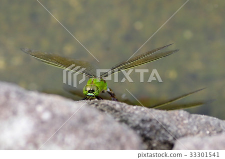 ANAX帕泰諾佩朱利葉斯 33301541