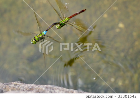 Ginyanma vs 33301542