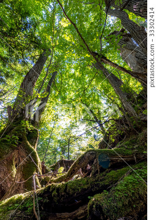 Forest Big Tree 6 33302414