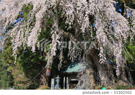 Weeding cherry tree at Toyama Oji Shrine (Tamura city) 33302502