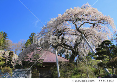 Cherry blossoms at Daijyo-ji (Tamura city) Cherry blossoms at Daijyo-ji (Tamura city) 33303308