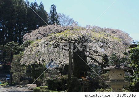 Cherry blossoms at Daijyo-ji (Tamura city) 33303310