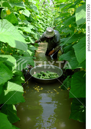 Vietnamese farmer at cucumber garden 33303500