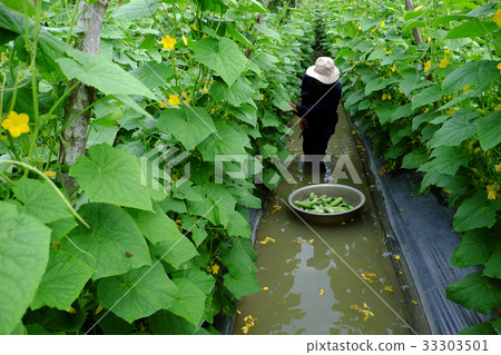 Vietnamese farmer at cucumber garden 33303501