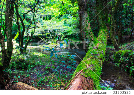 Fresh green Yamabuki water source Kumamoto Prefecture Aso-gun production mountain village Fresh green Yamabuki water source Kumamoto Prefecture Aso-gun production mountain village 33303525