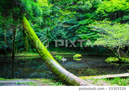 Fresh green Yamabuki water source Kumamoto Prefecture Aso-gun production mountain village 33303526