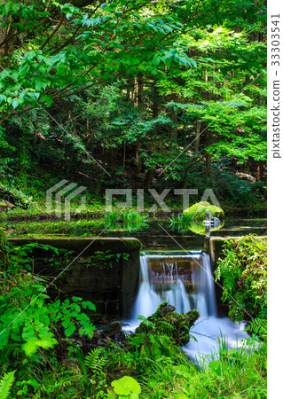 Fresh green Yamabuki water source Kumamoto Prefecture Aso-gun production mountain village Fresh green Yamabuki water source Kumamoto Prefecture Aso-gun production mountain village 33303541