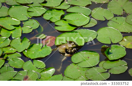 Frogs on waterlily pond 33303752