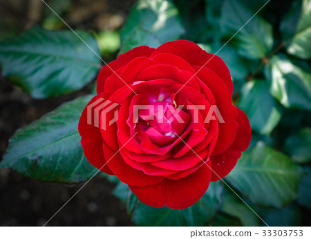 Close-up of a red rose at the public park 33303753