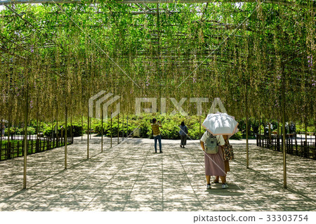 Wisteria trees at Ashikaga Park in Japan 33303754