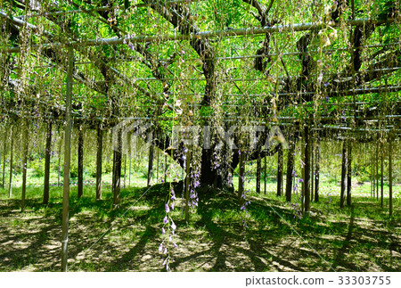 Wisteria trees at Ashikaga Park in Japan 33303755
