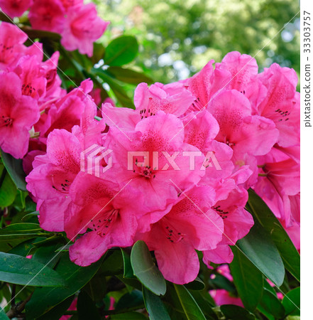 Red Rhododendron tree and flowers 33303757