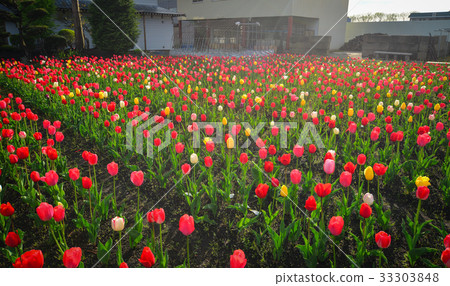 Tulip flowers on the field in Tohoku, Japan Tulip flowers on the field in Tohoku, Japan 33303848