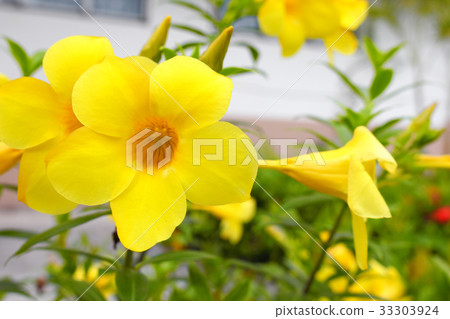 Allamanda cathartica Yellow flower at beautiful 33303924