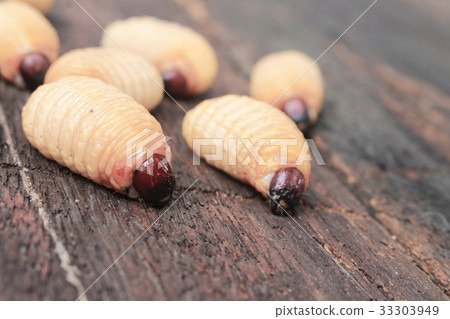 Sago beetle worm, Red palm weevil Sago beetle worm, Red palm weevil 33303949