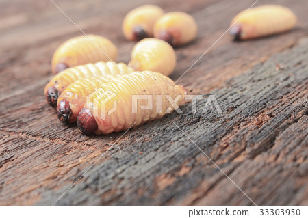 Sago beetle worm, Red palm weevil Sago beetle worm, Red palm weevil 33303950