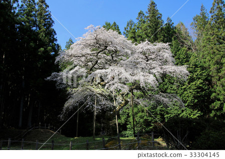 Benten Sakura（田村市） 33304145