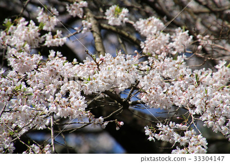 Benten Sakura (Tamura City) 33304147