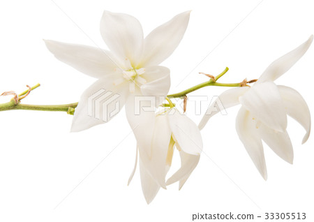 Yucca flower isolated Yucca flower isolated 33305513