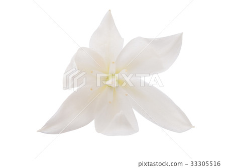 Yucca flower isolated Yucca flower isolated 33305516