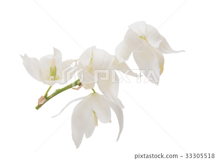 Yucca flower isolated 33305518