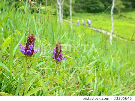 Blooming pomegranate flowers in plateau Blooming pomegranate flowers in plateau 33305646