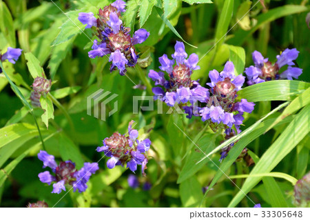 Blooming pomegranate flowers in plateau Blooming pomegranate flowers in plateau 33305648