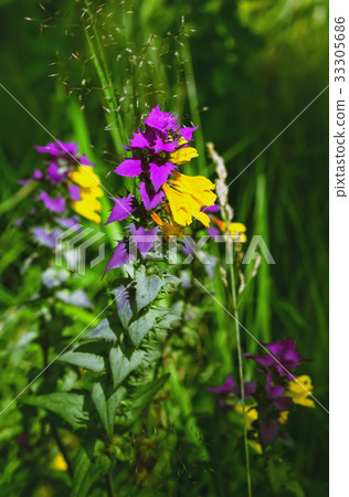 Melampyrum Nemorosum Flower Blossom 33305686