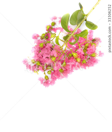 Pink crape myrtle Lagerstroemia speciosa  33306252