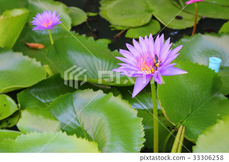 Lotus lilly purple on water 33306258