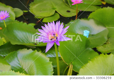Lotus lilly purple on water 33306259