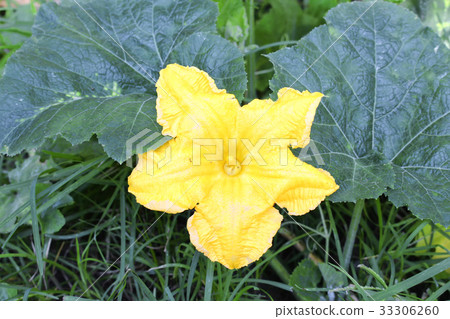 Pumpkin flower. beautiful yellow pumpkin flowers 33306260