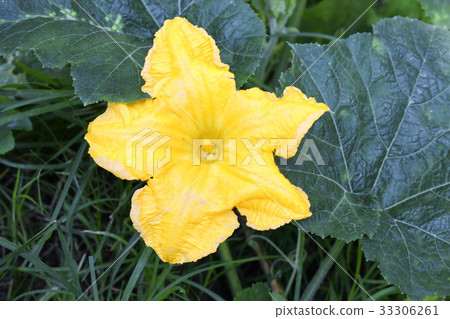 Pumpkin flower. beautiful yellow pumpkin flowers 33306261