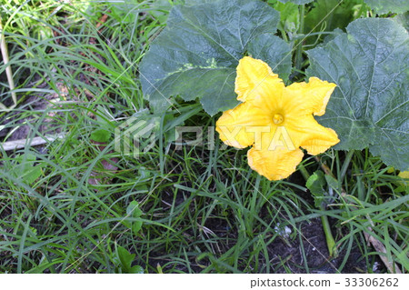 Pumpkin flower. beautiful yellow pumpkin flowers 33306262