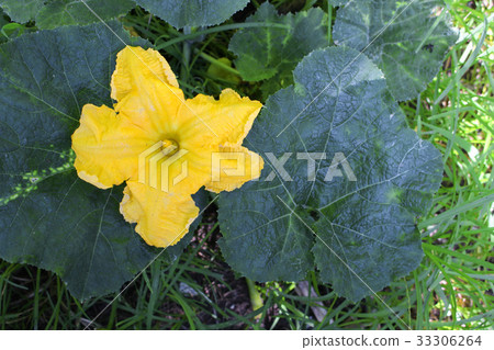 Pumpkin flower. beautiful yellow pumpkin flowers 33306264