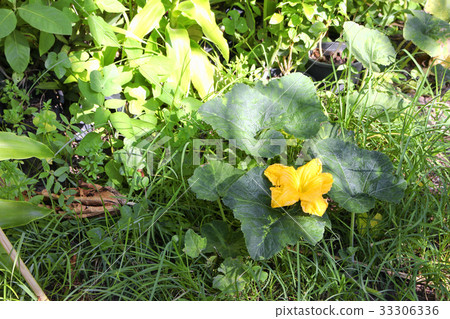 Pumpkin flower. beautiful yellow pumpkin flowers  33306336