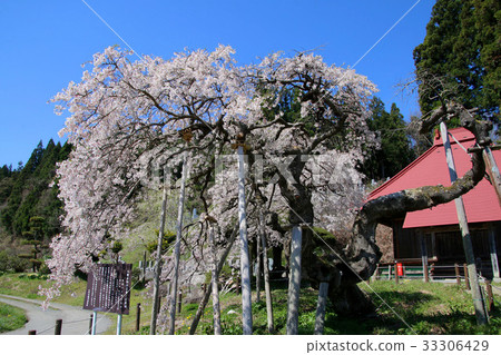 Weeping cherry blossoms of Akanuma masoji (Ono-cho) 33306429