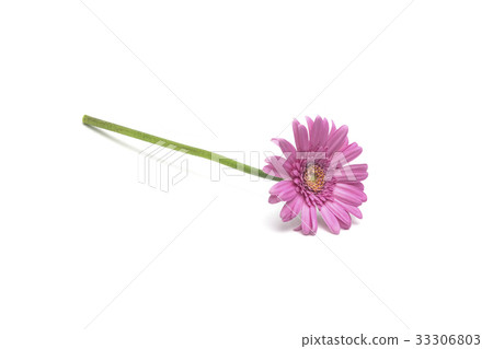 Gerbera Gerbera 33306803