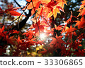 Autumn leaves 33306865